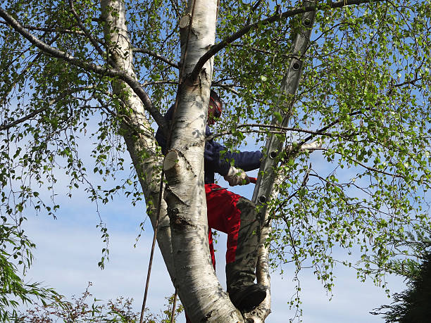 How Our Tree Care Process Works  in  Chelsea, OK